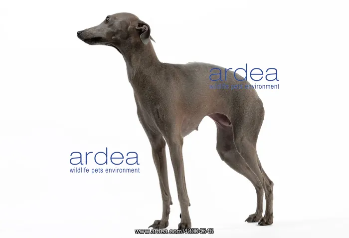  : Dog - Italian Greyhound