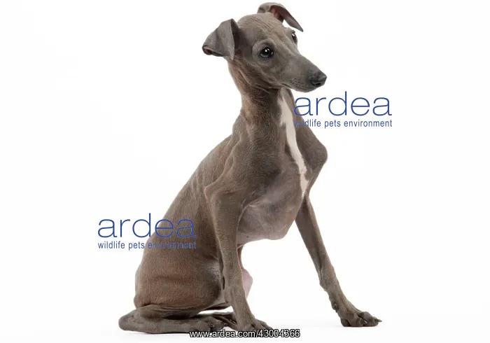 : Dog - Italian Greyhound