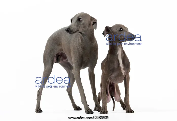  : Dog - Italian Greyhound