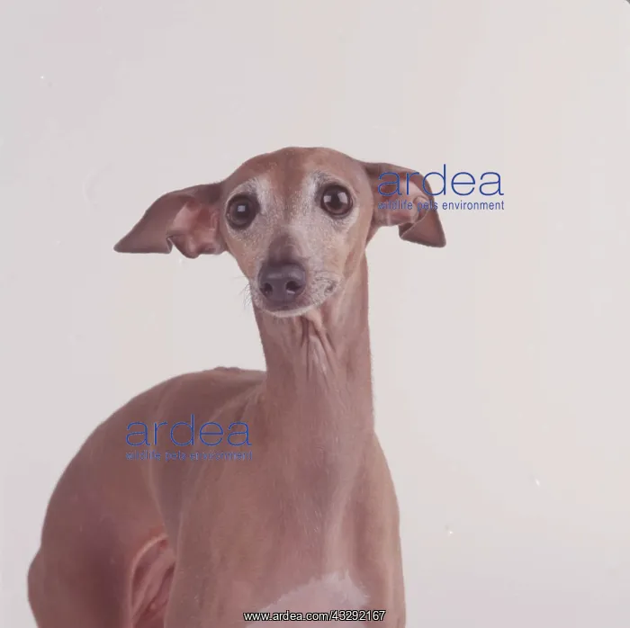 : DOG - ITALIAN GREYHOUND Close-up showing silky coat : DOG - ITALIAN GREYHOUND Close-up showing silky coat