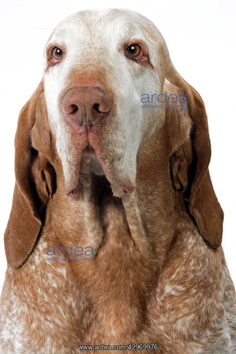  : Dog - Italian Pointer - (Braque Italien)