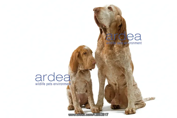: Dog - Italian Pointer with puppy - Sitting down : Dog - Italian Pointer with puppy - Sitting down