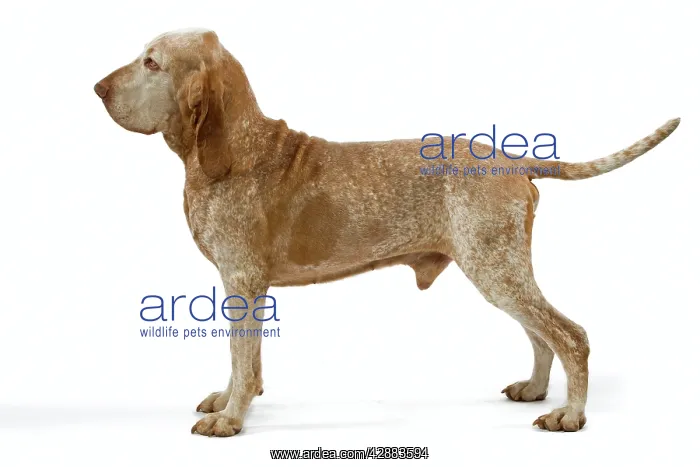  : Dog - Italian Pointer - Standing