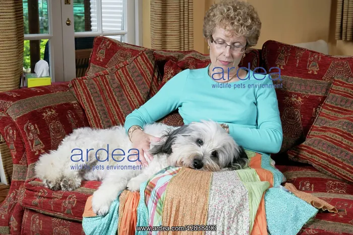 : DOG - with it's head on owner's lap : DOG - with it's head on owner's lap