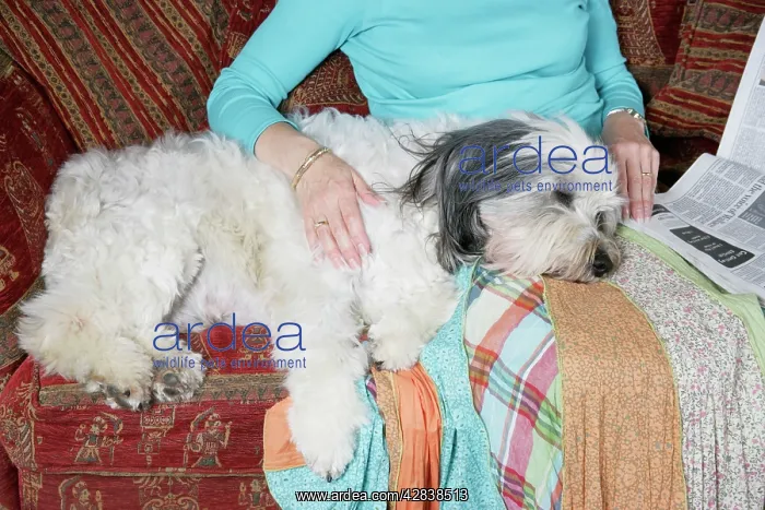 : DOG - with it's head on owner's lap : DOG - with it's head on owner's lap