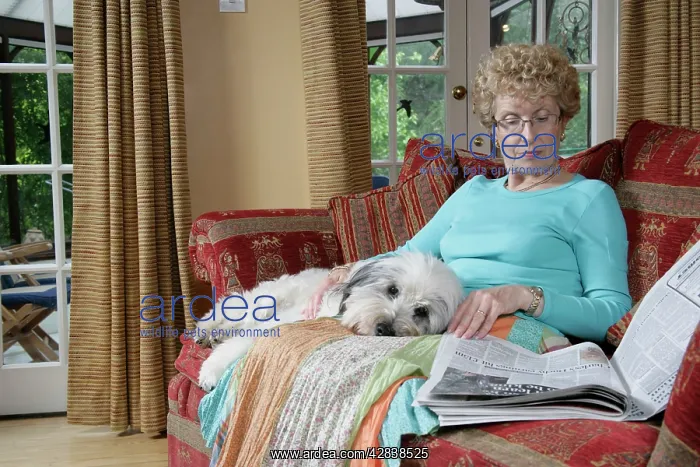 : DOG - with it's head on owner's lap : DOG - with it's head on owner's lap