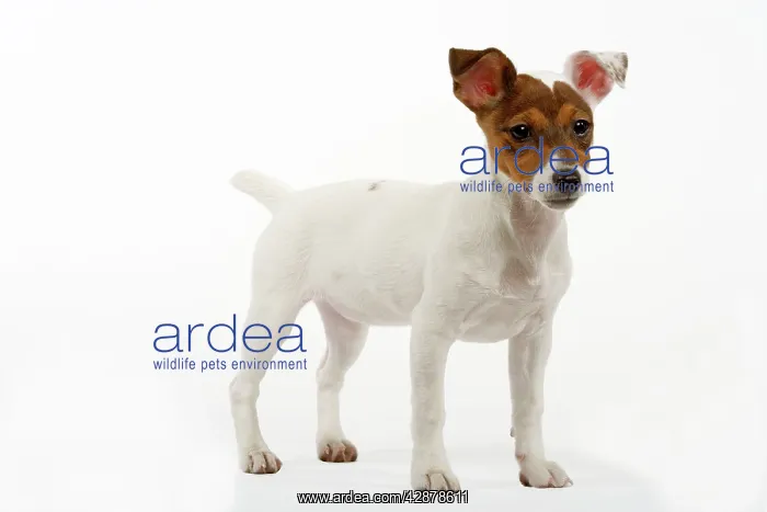  : Dog - Jack Russel (4 month puppy)