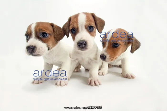  : DOG - Jack Russel Terrier, three puppies