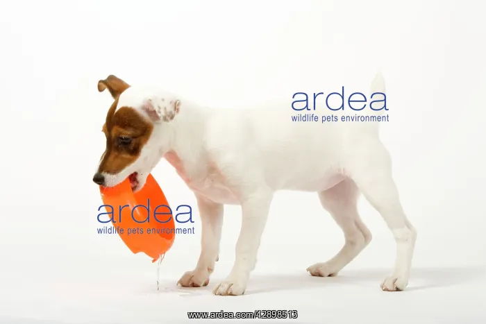 : Dog - Jack Russell - 4 month old puppy playing with bowl : Dog - Jack Russell - 4 month old puppy playing with bowl