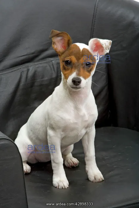: Dog - Jack Russell - 4 month old puppy sitting on chair : Dog - Jack Russell - 4 month old puppy sitting on chair