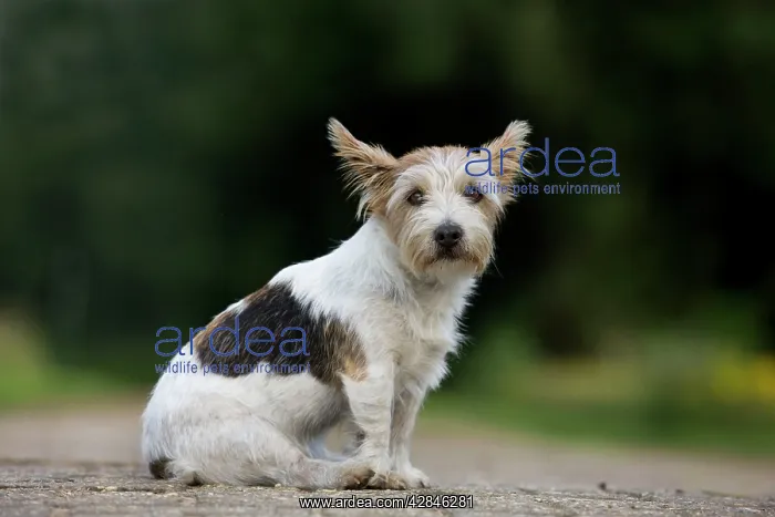  : Dog - Jack Russell