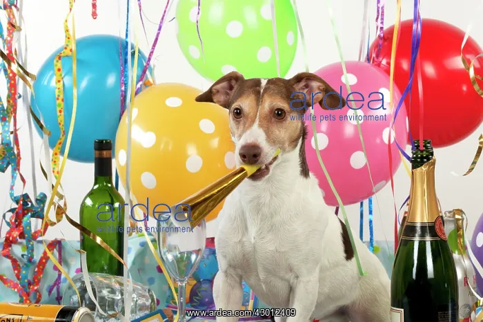 : DOG. Jack Russell : DOG. Jack Russell