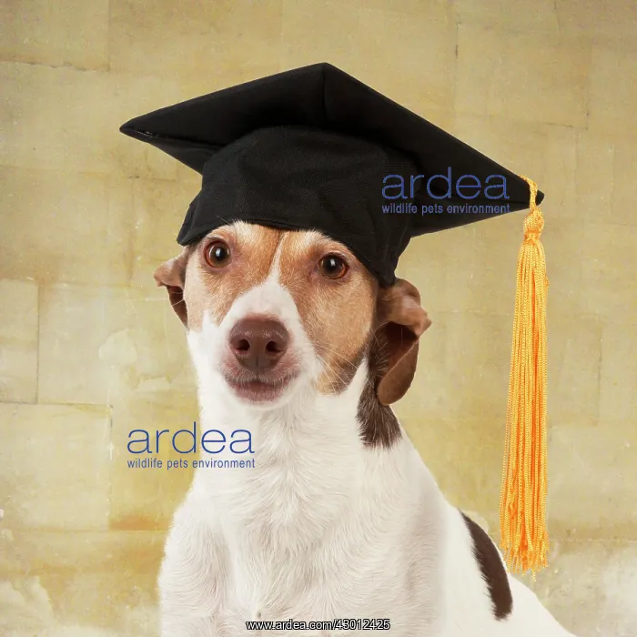: DOG. Jack Russell : DOG. Jack Russell