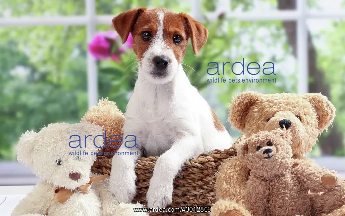 : Dog Jack Russell : Dog Jack Russell