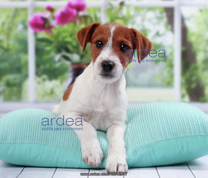 : Dog Jack Russell : Dog Jack Russell