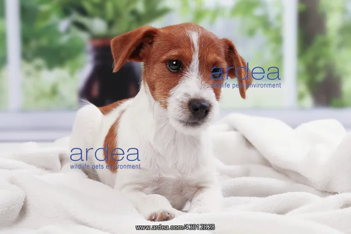 : Dog Jack Russell : Dog Jack Russell