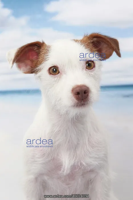  : Dog Jack Russell