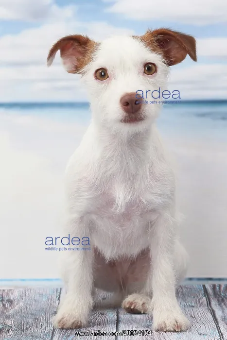  : Dog Jack Russell