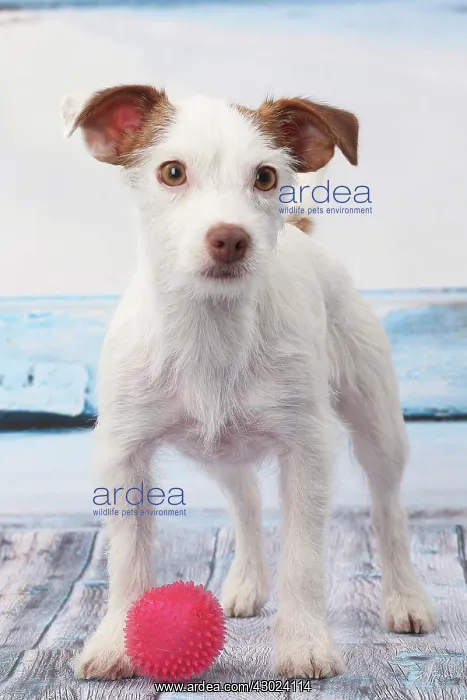  : Dog Jack Russell
