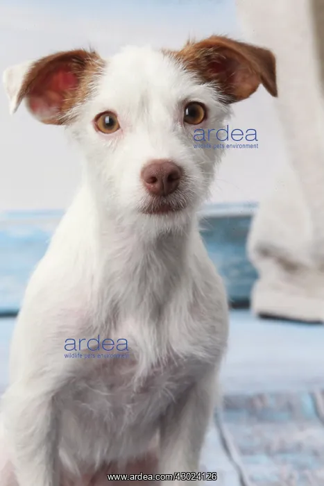  : Dog Jack Russell