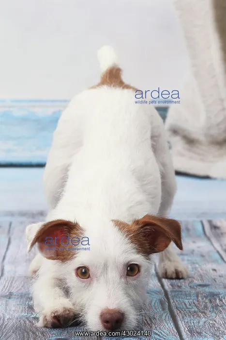  : Dog Jack Russell