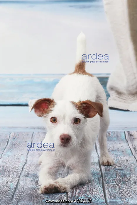  : Dog Jack Russell