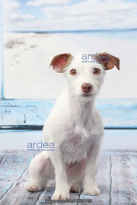  : Dog Jack Russell