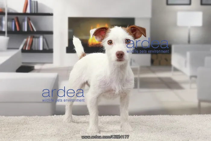  : Dog Jack Russell