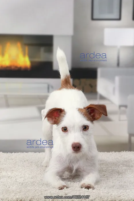  : Dog Jack Russell