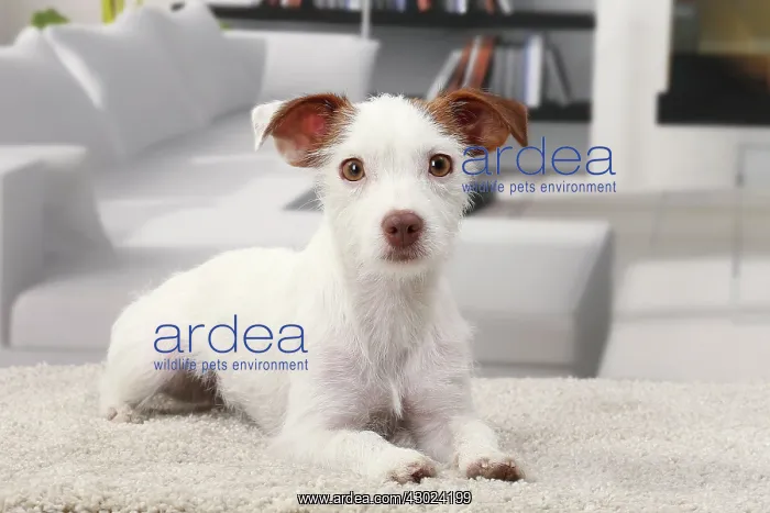  : Dog Jack Russell