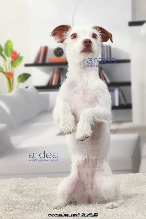  : Dog Jack Russell