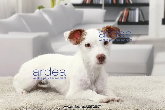  : Dog Jack Russell