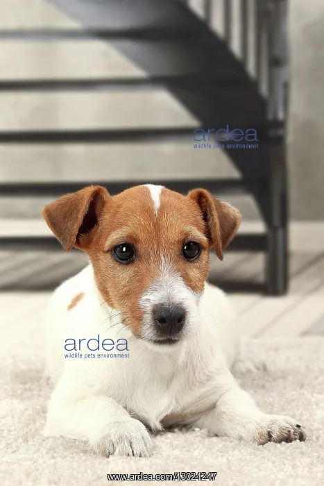  : Dog Jack Russell