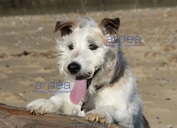  : Dog Jack Russell