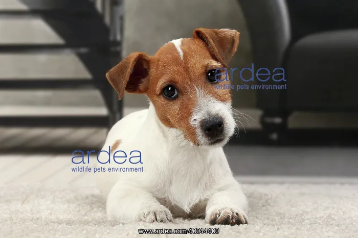  : Dog Jack Russell