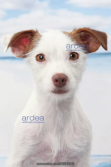  : Dog Jack Russell