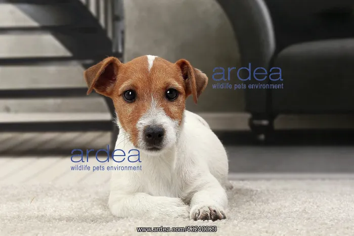  : Dog Jack Russell
