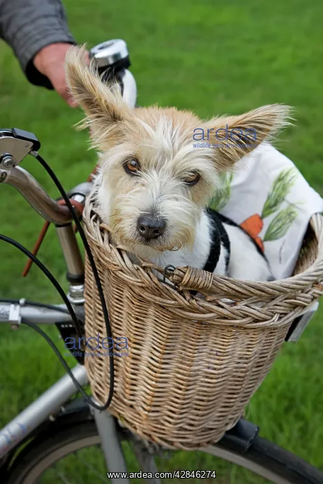  : Dog - Jack Russell - in a bicycle basket