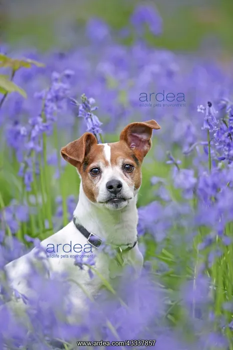  : Dog - Jack Russell - in bluebell wood
