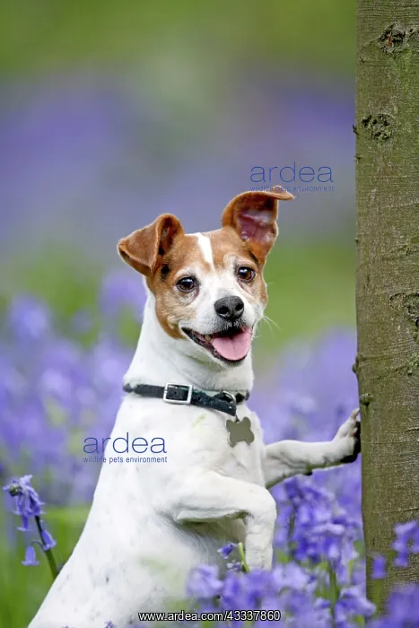  : Dog - Jack Russell - in bluebell wood