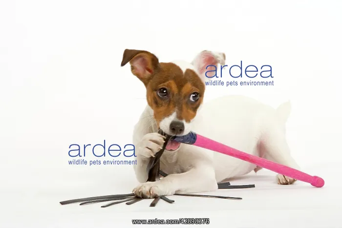  : Dog - Jack Russell - chewing toy
