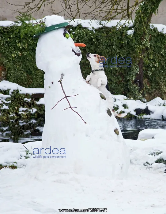 : Dog - Jack Russell - climbing up snowman about : Dog - Jack Russell - climbing up snowman about
