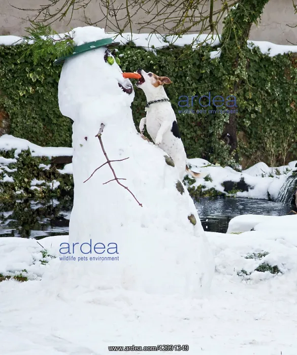 : Dog - Jack Russell - climbing up snowman about : Dog - Jack Russell - climbing up snowman about