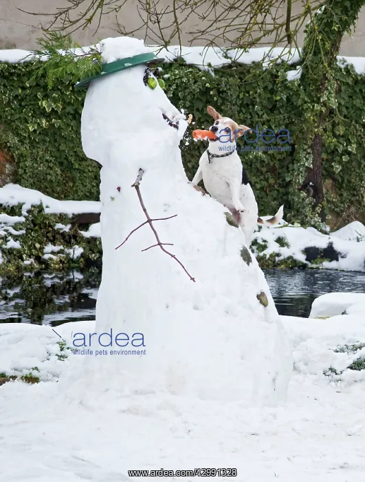 : Dog - Jack Russell - climbing up snowman stealing : Dog - Jack Russell - climbing up snowman stealing