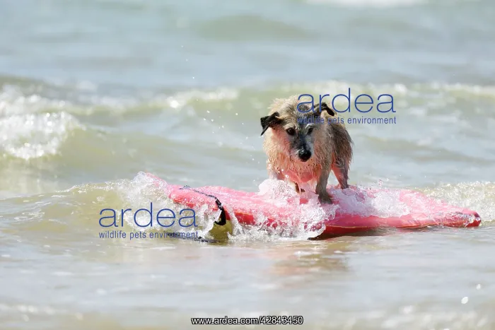  : DOG. Jack russell cross breed surfing