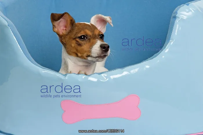  : Dog - Jack Russell - in dog bed