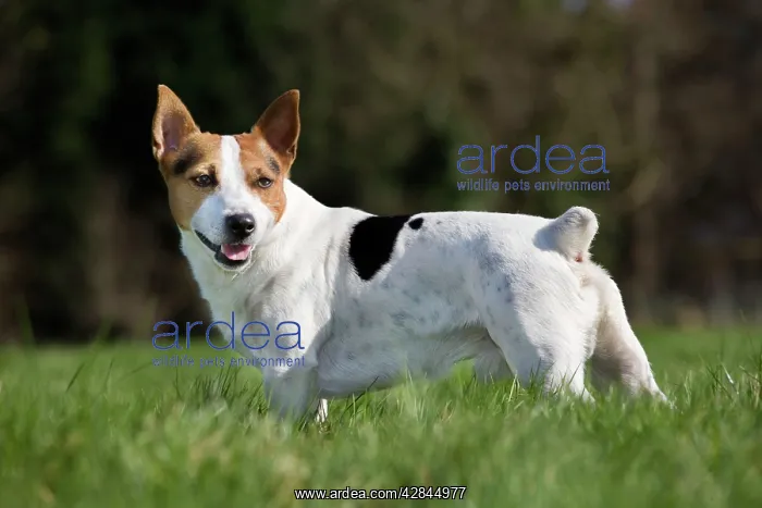  : Dog - Jack Russell in garden