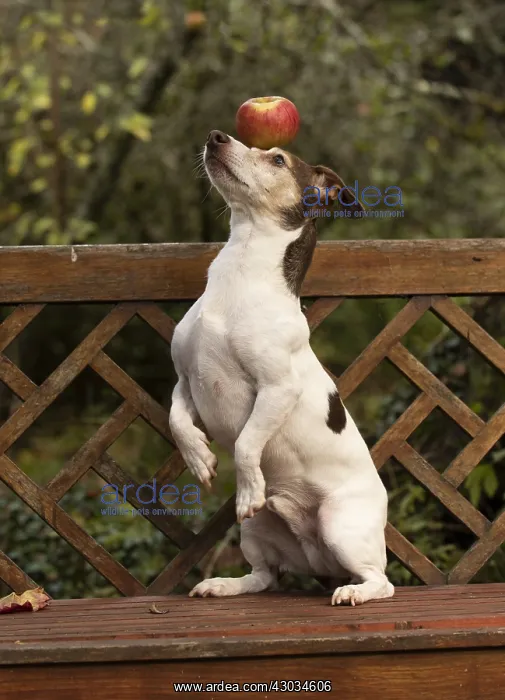 : DOG. Jack Russell on a garden seat, with an apple : DOG. Jack Russell on a garden seat, with an apple