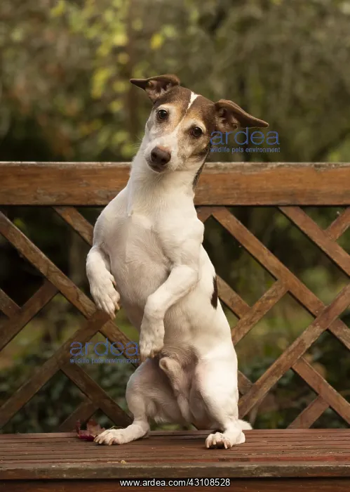  : DOG. Jack Russell on a garden seat, autumn