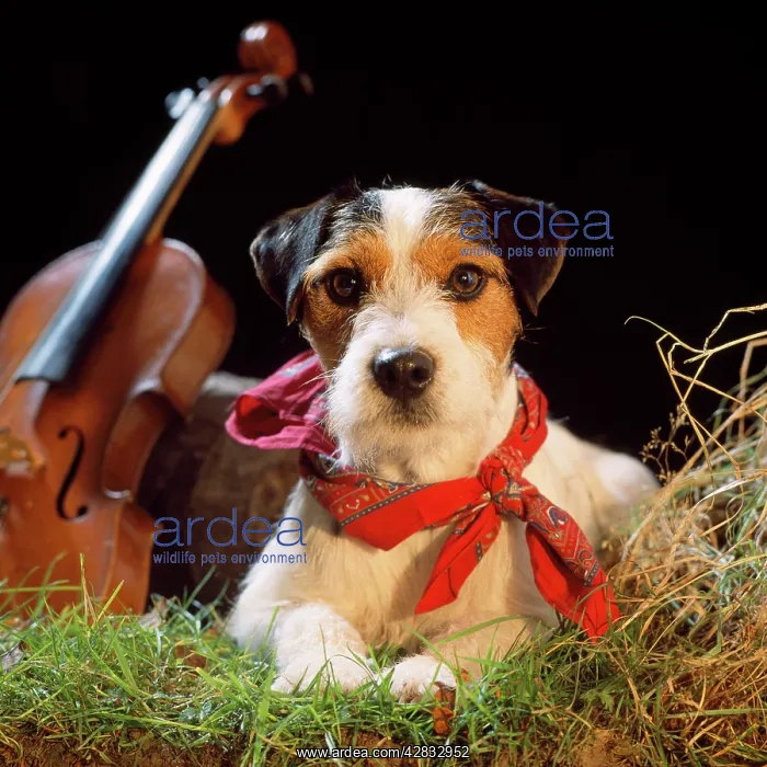  : DOG - Jack Russell in gypsy setting, studio shot